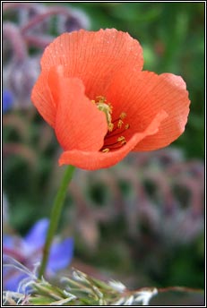 poppy,common (cailleach dhearg)