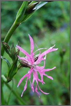 ragged robin (plr na cuaiche)