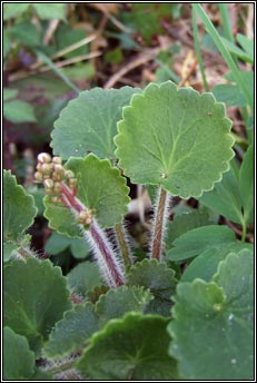 saxifrage,kidney (mrn giobach)