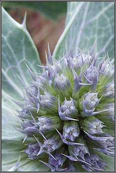 sea holly (cuileann tr)