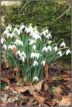 snowdrops