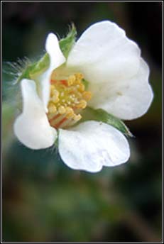 strawberry,barren (s taln brige)