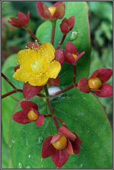 tutsan (meas torc allta)