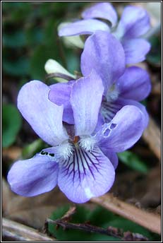 dog-violet (fanaigse)