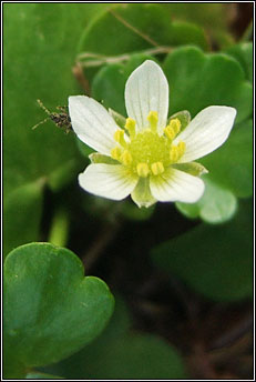 water-crowfoot,round-leaved (nal uisce cruin)