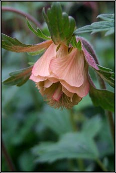 avens,water (machall uisce)