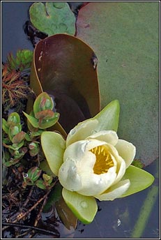 water-lily,white (bacn bn)