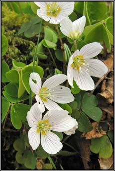 wood-sorrel (seamsg)