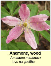 anemone,wood (lus na gaoithe)