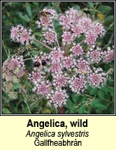 angelica,wild (Gallfheabhrn)