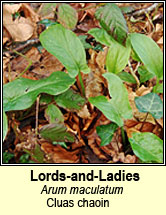 lords-and-ladies (cluas chaoin)