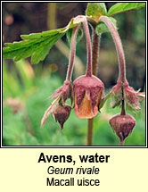 avens,water (macall uisce)