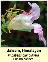 balsam,himalayan (lus na pléisce)