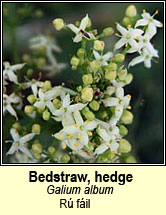 bedstraw,hedge (rú fáil)