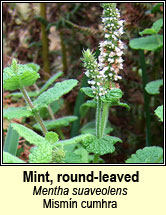 mint,round-leaved (mismín cumhra)