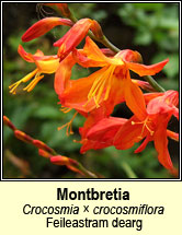 monbretia (feileastram dearg)