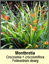 monbretia (feileastram dearg)