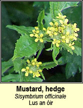 mustard,hedge (lus an óir)
