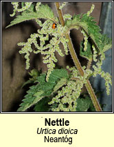 nettle (neantg)