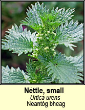 nettle,small (neantg bheag)