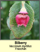 bilberry (fraochán)