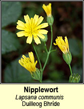 nipplewort (duilleog bhríde)