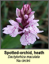 orchid,heath spotted (magairln meidhreach)