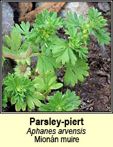 parsley piert (mionán muire)