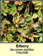 bilberry (fraochn)