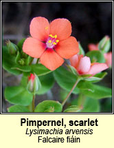 pimpernel,scarlet (falcaire fiain)