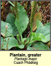 plantain,greater (cuach phdraig)