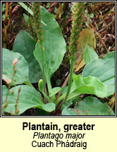 plantain,greater (Cuach Phdraig)