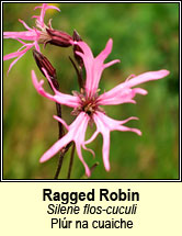 ragged robin (plr na cuaiche)