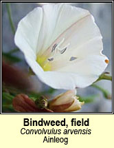 bindweed,field (ainleog)