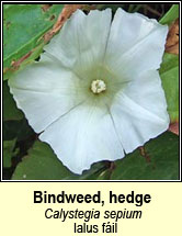 bindweed,hedge (ialus fil)