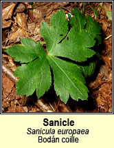 sanicle (bodn cuille)