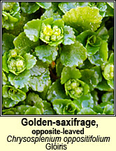 golden-saxifrage,opposite-leaved (glóris)