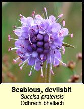 scabious,devils-bit (odhrach bhallach)