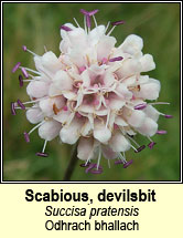 scabious,devils-bit (odhrach bhallach)