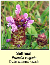 selfheal (dun ceannchosach)