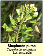 shepherds purse (lus an sparin)