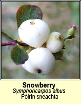 snowberry (pirn sneachta)