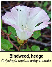 bindweed,hedge (ialus fil)