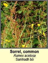 sorrel,common (samhdh b)