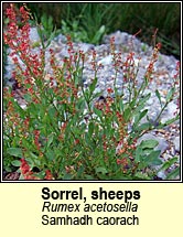 sorrel,sheeps (samhadh caorach)