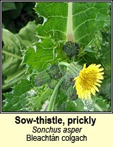 sow-thistle,prickly (bleachtán colgach)