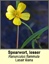 spearwort,lesser (lasair léana)