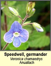speedwell,germander (anuallach)