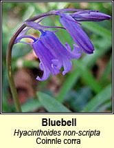 bluebell (coinnle corra)