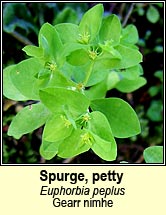 spurge,petty (gearr nimhe)